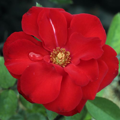 E-commerce, vendita, rose, in, vaso rose floribunde - rosso - Rosa Satchmo - rosa non profumata - Samuel Darragh McGredy IV. - Fioritura a grappolo, perpetua